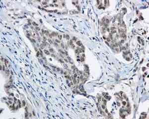 Immunohistochemistry (Formalin/PFA-fixed paraffin-embedded sections) - Anti-Apc6 antibody [EPR11168] (ab169536)