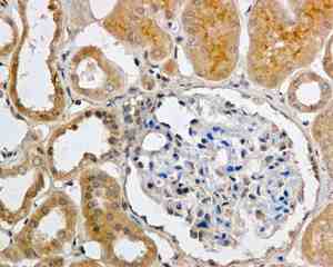 Immunohistochemistry (Formalin/PFA-fixed paraffin-embedded sections) - Anti-Apc6 antibody [EPR11168] (ab169536)