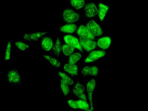 Immunocytochemistry/ Immunofluorescence - Anti-Apc6 antibody [EPR11168] (ab169536)