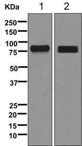 Western blot - Anti-Dynein axo<i></i>nemal intermediate chain 1 antibody [EPR11222-78] (ab169758)