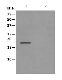 Immunoprecipitation - Anti-HSPC014 [EPR10177] antibody (ab170865)