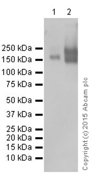 Western blot - Anti-P Glycoprotein antibody [EPR10364-57] (ab170904)