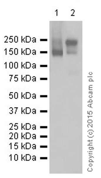 Western blot - Anti-P Glycoprotein antibody [EPR10364-57] (ab170904)