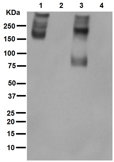 Western blot - Anti-P Glycoprotein antibody [EPR10364-57] (ab170904)