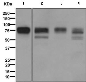 Western blot - Anti-Embigin homolog  [EPR11418] antibody (ab170927)