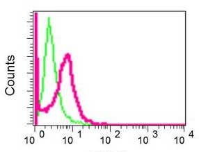 Western blot - Anti-NPM3 [EPR10716] antibody (ab171077)