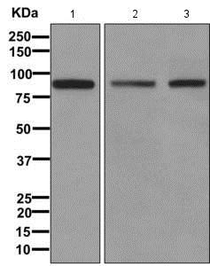 Western blot - Anti-PDZRN4 [EPR11852] antibody (ab171083)