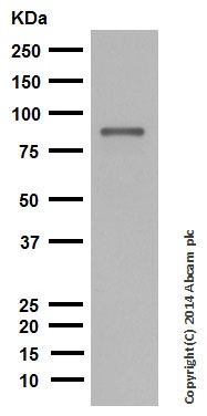 Western blot - Anti-Dynein intermediate chain 1 antibody [EPR11244-61] (ab171964)