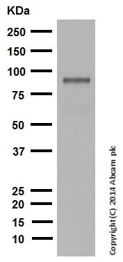 Western blot - Anti-Dynein intermediate chain 1 antibody [EPR11244-61] (ab171964)