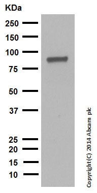 Western blot - Anti-Dynein intermediate chain 1 antibody [EPR11244-61] (ab171964)