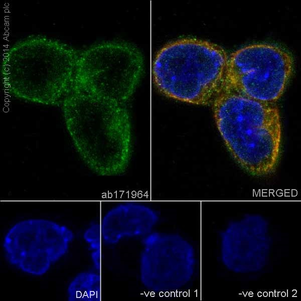 Immunocytochemistry/ Immunofluorescence - Anti-Dynein intermediate chain 1 antibody [EPR11244-61] (ab171964)