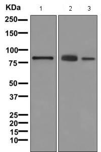 Western blot - Anti-Dynein intermediate chain 1 antibody [EPR11244-61] (ab171964)