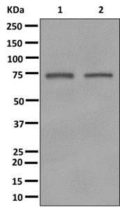 Western blot - Anti-Guanylyl Cyclase alpha 1 [EPR12270] antibody (ab172480)