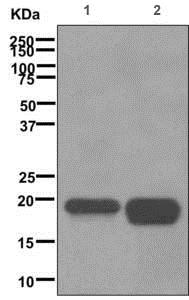 Western blot - Anti-Caveolin-3 [EPR11082] antibody (ab173575)