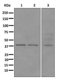 Western blot - Anti-HPDL [EPR11691] antibody (ab174841)