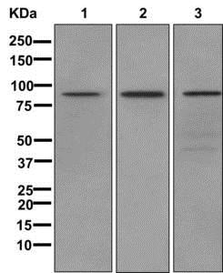 Western blot - Anti-L3MBTL3 [EPR11854] antibody (ab175232)