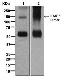 Western blot - Anti-EAAT1 [EPR12685] antibody - N-terminal (ab176557)