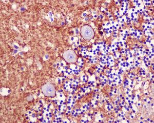 Immunohistochemistry (Formalin/PFA-fixed paraffin-embedded sections) - Anti-EAAT1 [EPR12685] antibody - N-terminal (ab176557)