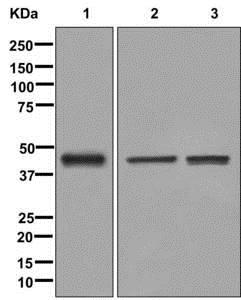 Western blot - Anti-Islet 2 [EPR12785] antibody (ab176576)