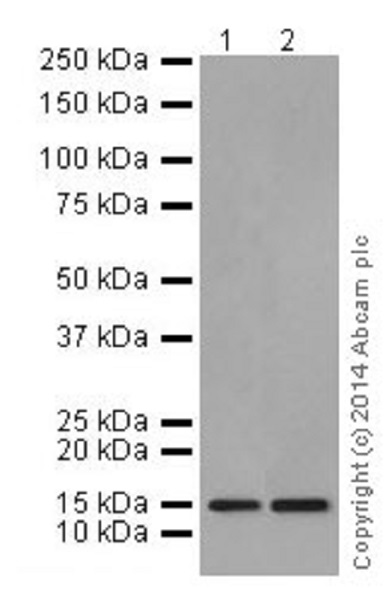 Western blot - Anti-Histone H3.3 antibody [EPR17899] (ab176840)