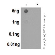 Dot Blot - Anti-Histone H3.3 antibody [EPR17899] (ab176840)
