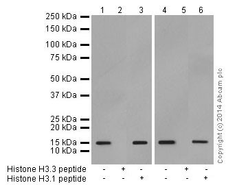 Western blot - Anti-Histone H3.3 antibody [EPR17899] (ab176840)