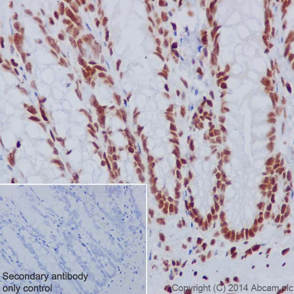 Immunocytochemistry/ Immunofluorescence - Anti-Histone H3.3 antibody [EPR17899] (ab176840)