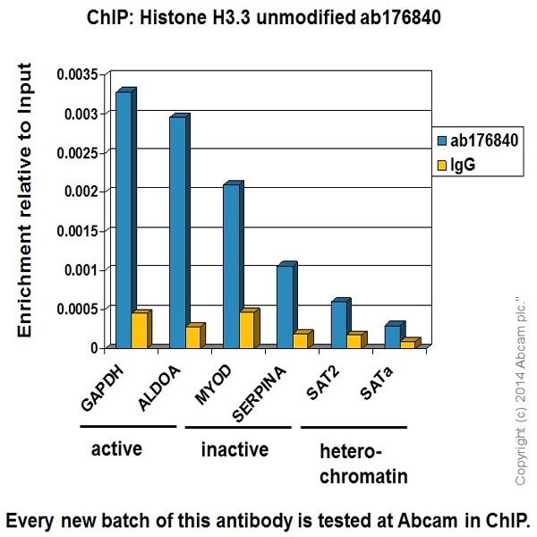 ChIP - Anti-Histone H3.3 antibody [EPR17899] (ab176840)