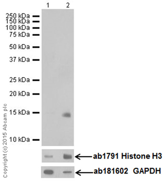 Western blot - Anti-Histone H3 (mono methyl K122) antibody [EPR17897] (ab177300)