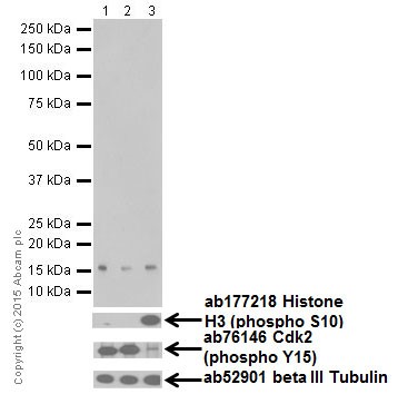 Western blot - Anti-Histone H3 (mono methyl K122) antibody [EPR17897] (ab177300)