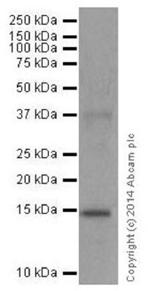 Western blot - Anti-Histone H3 (mono methyl K122) antibody [EPR17897] (ab177300)