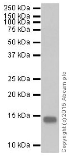 Western blot - Anti-Histone H3 (mono methyl K122) antibody [EPR17897] (ab177300)