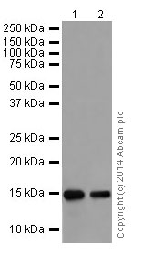 Western blot - Anti-Histone H3 (mono methyl R128) antibody [EPR17898] (ab177301)