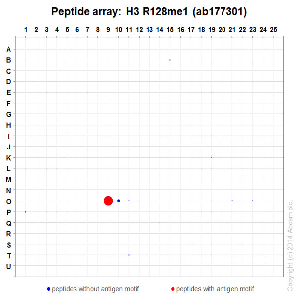 Peptide Array - Anti-Histone H3 (mono methyl R128) antibody [EPR17898] (ab177301)