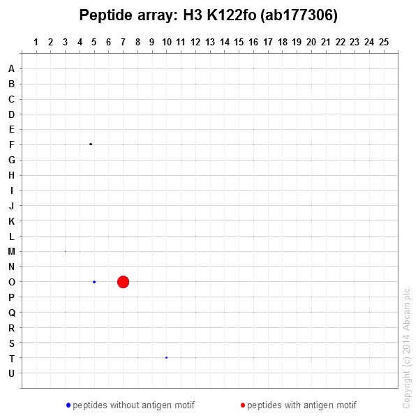 Peptide Array - Anti-Histone H3 (formyl K122) antibody [EPR17896] (ab177306)