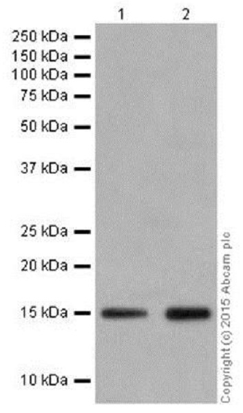 Western blot - Anti-Histone H3 (formyl K122) antibody [EPR17896] (ab177306)
