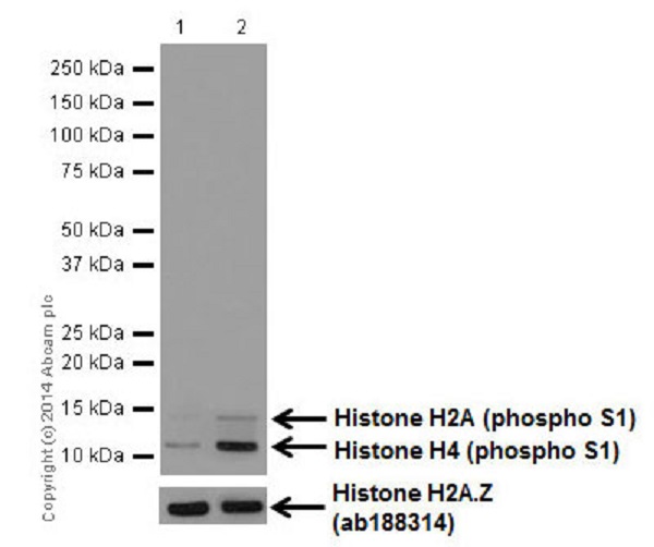 Dot Blot - Anti-Histone H2A (phospho S1) + Histone H4 (phospho S1) antibody [EPR18184] (ab177309)
