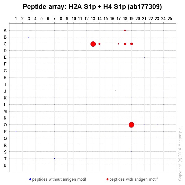 Peptide Array - Anti-Histone H2A (phospho S1) + Histone H4 (phospho S1) antibody [EPR18184] (ab177309)