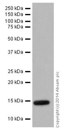 Western blot - Anti-Histone H2B (croto<i></i>nyl K5) antibody [EPR17483] - N-terminal (ab177396)