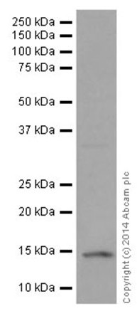 Western blot - Anti-Histone H2B (croto<i></i>nyl K5) antibody [EPR17483] - N-terminal (ab177396)