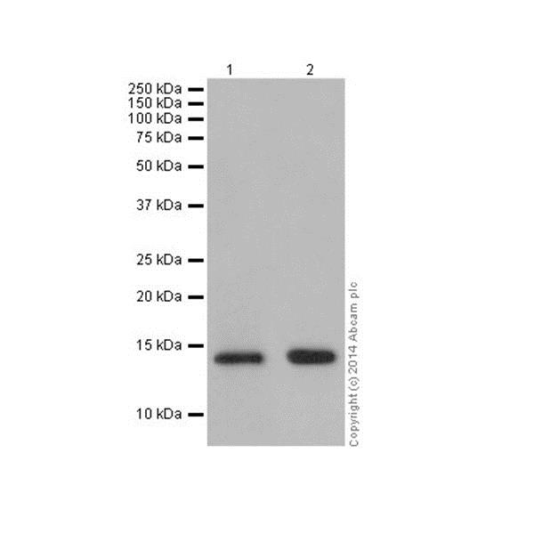 Western blot - Anti-Histone H2B (croto<i></i>nyl K12) antibody [EPR17593] (ab177420)