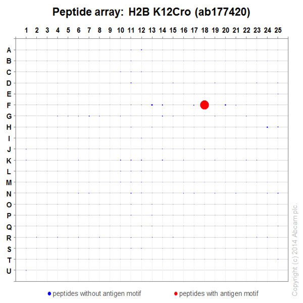 Peptide Array - Anti-Histone H2B (croto<i></i>nyl K12) antibody [EPR17593] (ab177420)