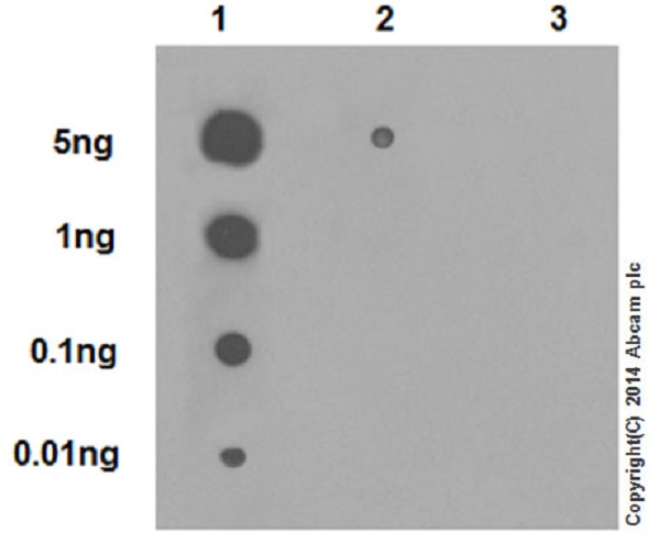 Dot Blot - Anti-Histone H4 (croto<i></i>nyl K5) antibody [EPR17903] (ab177844)