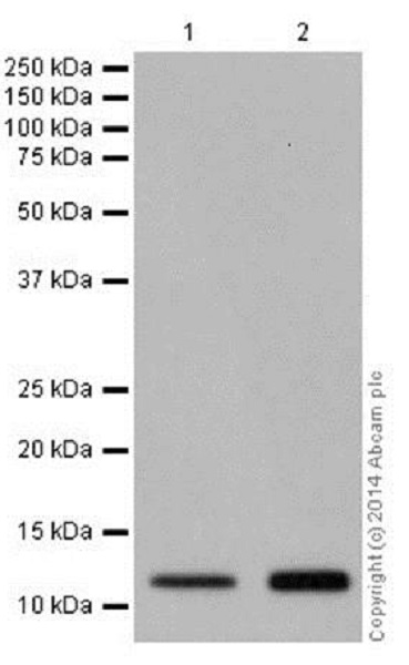Western blot - Anti-Histone H4 (croto<i></i>nyl K5) antibody [EPR17903] (ab177844)