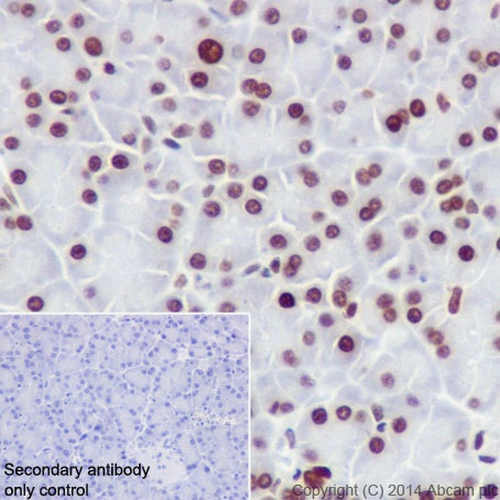 Immunohistochemistry (Formalin/PFA-fixed paraffin-embedded sections) - Anti-Histone H4 (croto<i></i>nyl K5) antibody [EPR17903] (ab177844)