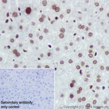 Immunohistochemistry (Formalin/PFA-fixed paraffin-embedded sections) - Anti-Histone H4 (croto<i></i>nyl K5) antibody [EPR17903] (ab177844)