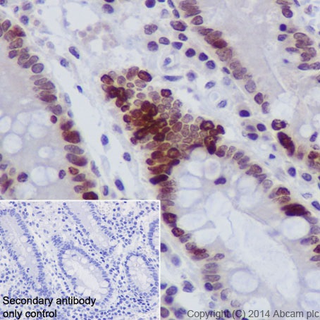 Immunohistochemistry (Formalin/PFA-fixed paraffin-embedded sections) - Anti-Histone H4 (croto<i></i>nyl K5) antibody [EPR17903] (ab177844)