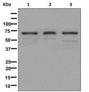 Western blot - Anti-Natriuretic Peptide Receptor C antibody [EPR12716] - C-terminal (ab177954)