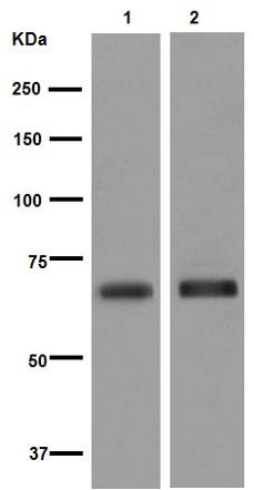 Western blot - Anti-Natriuretic Peptide Receptor C antibody [EPR12716] - C-terminal (ab177954)