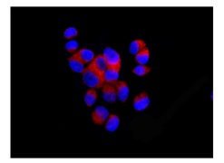 Immunocytochemistry/ Immunofluorescence - Anti-BRCC45 [EPR11858] antibody (ab177960)